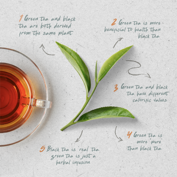 Green vs Herbal Tea Explained
